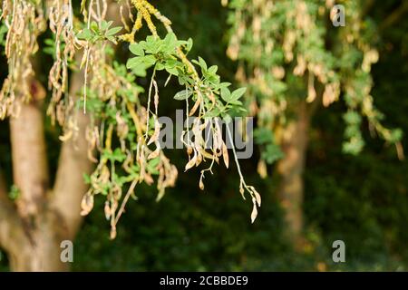 Baccelli di seme di Laburnum che hanno sull'albero, estate, in un giardino inglese, Yorkshire orientale, Inghilterra, UK, GB. Foto Stock
