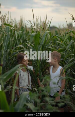 La bambina e il bambino camminano e giocano nel campo del mais. Foto Stock