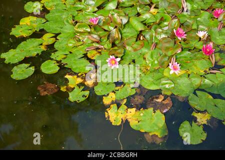 Ninfee in un ponone fiorito durante i mesi estivi, Inghilterra, Regno Unito, GB. Foto Stock