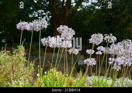 Afro-giglio o giglio del Nilo (Agapanthus praecox) grandi piante durante l'estate, in un giardino inglese, East Yorkshire, Inghilterra, UK, GB. Foto Stock
