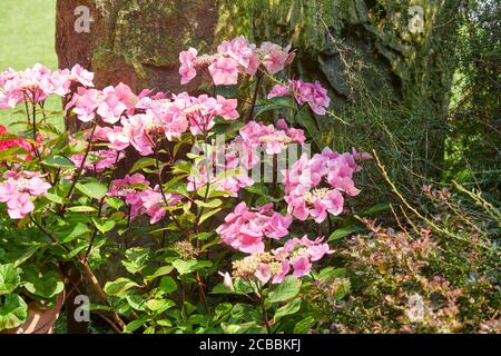 Bigleaf Hydrangea (Hydrangea macrophylla), in un giardino, East Yorkshire, Inghilterra, UK, GB. Foto Stock
