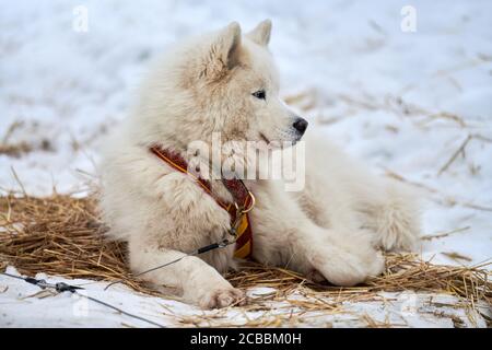 Il cane da slitta Husky giace sulla paglia, scollare la linea. Razza di cane Husky siberiano che riposa dopo gara di slitta. Bellissimo animale domestico divertente all'aperto Foto Stock