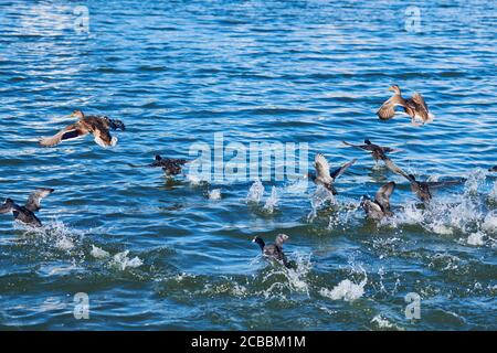 Anatre affollano nuotare e decollare sopra il lago della città, spazio copia. Waterfowl Mallard anatre gruppo in acqua. Birdwatching e ornitologia Foto Stock