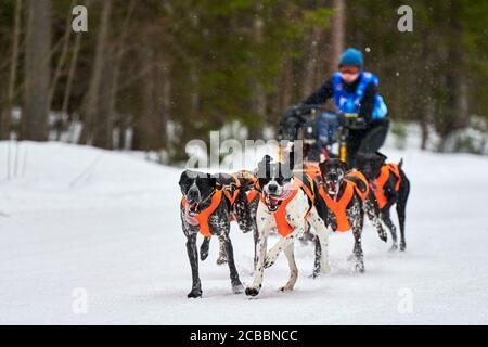 Inverno slitta corsa cane. Gara di squadra di slitta sportiva per cani. I cani puntatore tirano la slitta con il musher. Attivo su strada di fondo nevosa Foto Stock