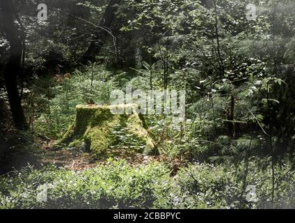 oscura foresta spaventosa con un ceppo di albero coperto di muschio nel sottobosco Foto Stock