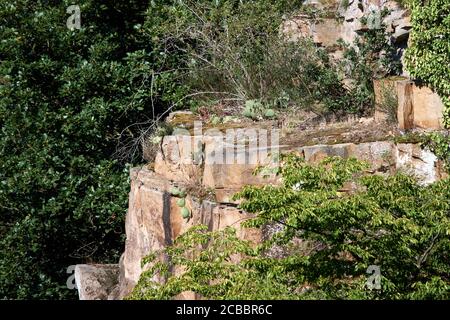 cactus cresce verticalmente sulla scogliera in Germania, Hannoversche Klippen (scogliere di Hannover, Weser) Foto Stock