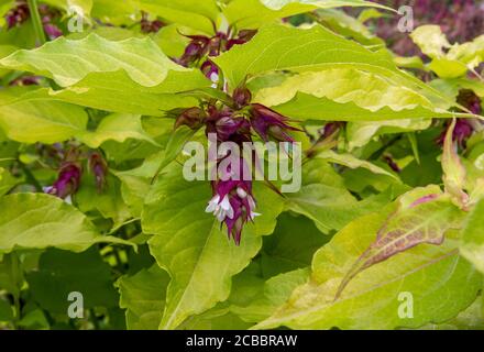 Primo piano di un fiore rosso e bianco profondo di nido d'ape dell'Himalaya, Leycesteria formosa 'Lanterne d'Oro', tra foglie di verde chiaro. Foto Stock