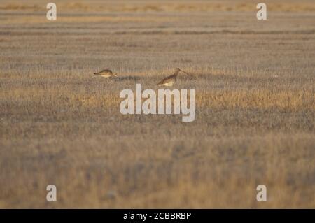 Eurasian curlews Numenius arquata in un prato. Riserva naturale della Laguna di Gallocanta. Aragona. Spagna. Foto Stock