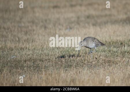 Curlew eurasiatico Numenius arquata alla ricerca di cibo. Riserva naturale della Laguna di Gallocanta. Aragona. Spagna. Foto Stock