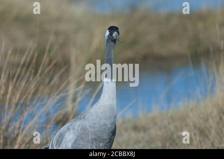 Gru comune Grus grus . Riserva naturale della Laguna di Gallocanta. Aragona. Spagna. Foto Stock