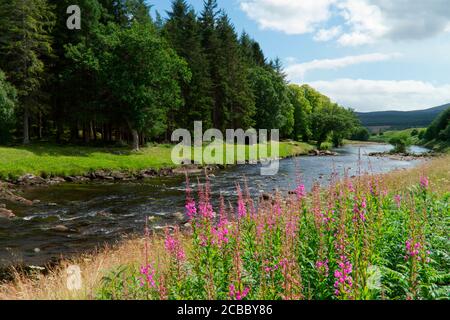 Fiume Cassley a Rosehall, Sutherland Foto Stock