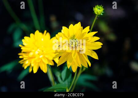 "Hortensia" (Rudbeckia laciniata "Hortensia") Foto Stock