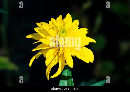 "Hortensia" (Rudbeckia laciniata "Hortensia") Foto Stock