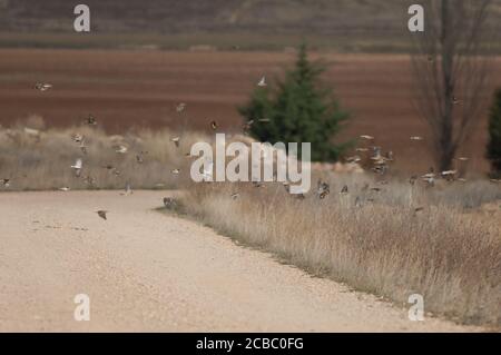 Reti comuni, passerelle di roccia, passeri di alberi eurasiatici e orafi europei in volo. Riserva naturale della Laguna di Gallocanta. Aragona. Spagna. Foto Stock