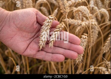 Mano maschio che tiene grano dorato pronto per essere raccolto durante estate o inizio autunno Foto Stock