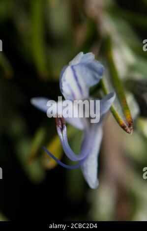 Stami di un fiore di rosmarino Rosmarinus officinalis. Pirenei. Huesca. Aragona. Spagna. Foto Stock