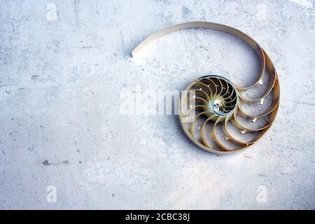 Shell nautilus Fibonacci sezione spirale perla simmetria mezzo croce dorata rapporto struttura shell primo piano madreperla ( guscio di pompilius nautilus ) Foto Stock