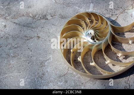 Shell nautilus Fibonacci sezione spirale perla simmetria mezzo croce dorata rapporto struttura shell primo piano madreperla ( guscio di pompilius nautilus ) Foto Stock