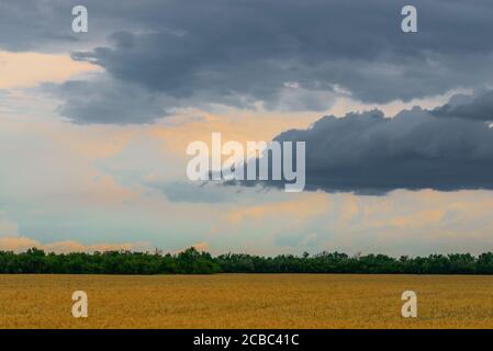 Campo secco di grano in alentejo con albero verde all'orizzonte. Foto Stock