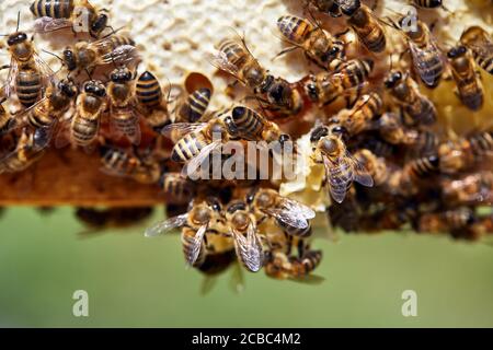 Macro shot di Bees primo piano su telaio a nido d'ape a. l'apiario in montagna Foto Stock