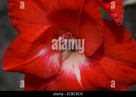 Gladioli rossi in un giardino irlandese durante l'estate Foto Stock