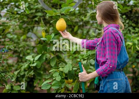 bionda ragazza in piedi vicino al limone albero e andando a raccogliere i limoni su. vista posteriore shot. interesse, cura della pianta Foto Stock