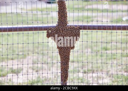 Grande sciame di api africanizzate su una fence Foto Stock