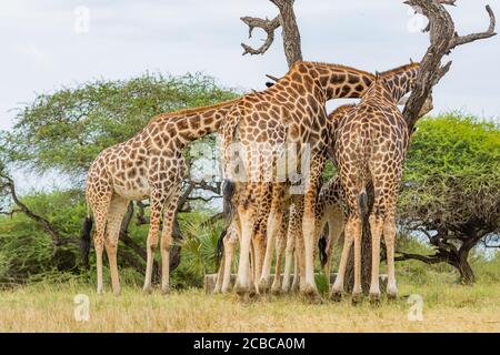 Una famiglia di giraffe africane che si nutrono Foto Stock