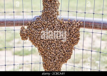 Grande sciame di api africanizzate su una fence Foto Stock