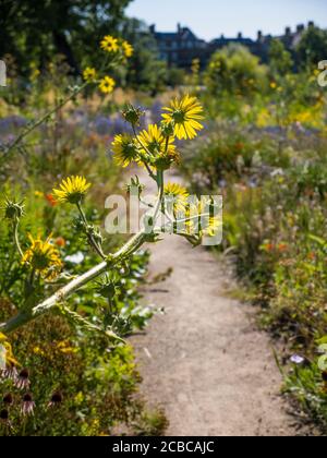 Pretty Berkheya Purpurea, Wildflowers, The Merton Borders, The Lower Garden, University of Oxford Botanic Gardens, Oxford, Oxfordshire, Inghilterra, Regno Unito, Foto Stock