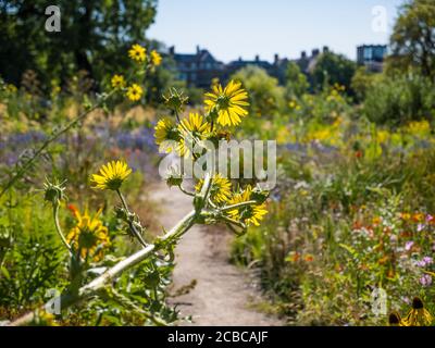 Pretty Berkheya Purpurea, Wildflowers, The Merton Borders, The Lower Garden, University of Oxford Botanic Gardens, Oxford, Oxfordshire, Inghilterra, Regno Unito, Foto Stock