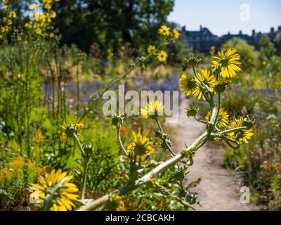 Pretty Berkheya Purpurea, Wildflowers, The Merton Borders, The Lower Garden, University of Oxford Botanic Gardens, Oxford, Oxfordshire, Inghilterra, Regno Unito, Foto Stock