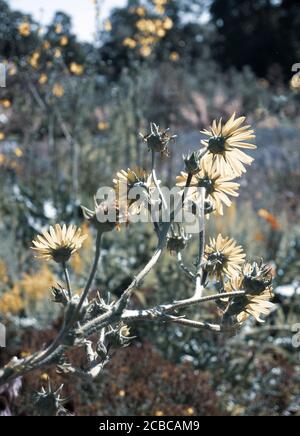 Pretty Berkheya Purpurea, Wildflowers, The Merton Borders, The Lower Garden, University of Oxford Botanic Gardens, Oxford, Oxfordshire, Inghilterra, Regno Unito, Foto Stock