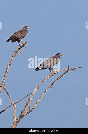 Falco nero cubano (Buteogallus gundlachii) coppia arroccata su albero morto (endemico cubano) penisola di Zapata, Cuba Marzo Foto Stock