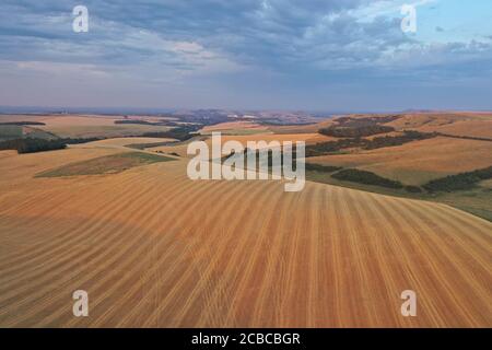 File di mais, viste aeree Foto Stock