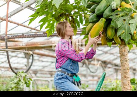 giovane splendida donna gode papaya albero, primo piano vista laterale photo.hobby Foto Stock