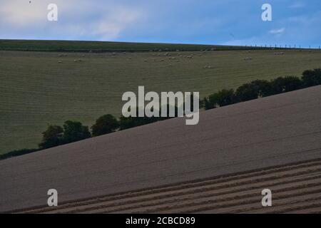 File di mais, viste aeree Foto Stock