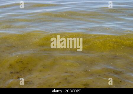 Alghe blu-verdi, cianobatteria conosciuta anche come Cyanophyta. Batteri in fiore pianta tempo in estate nel Mar Baltico dalla spiaggia. Foto Stock