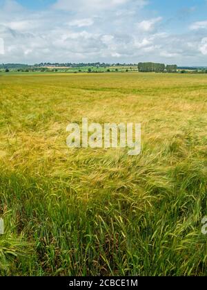 Campo di coltura di cereali di orzo verde, non maturo che cresce in Leicestershire, Inghilterra, Regno Unito Foto Stock