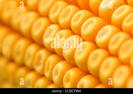 Mature kernel giallo su sulla pannocchia di mais, macrofotografia extreme close up con profondità di campo Foto Stock