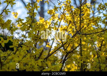 La fioritura della forsilite gialla prende vita, segnalando l'arrivo della primavera. Foto Stock