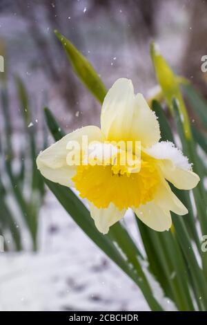 Giallo Daffodil che cresce in primavera con neve su di esso Foto Stock