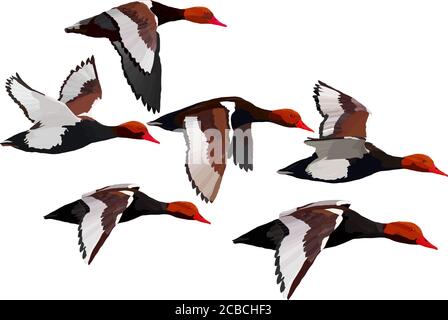 Anatra volante. Immagine vettoriale realistica. Sfondo bianco. Anatra comune: Red crested Pochard. Netta rufina. Illustrazione Vettoriale