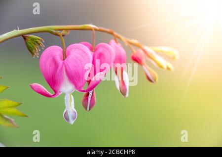 Cuori sanguinanti Chioseup con raggi di sole che brillano Foto Stock