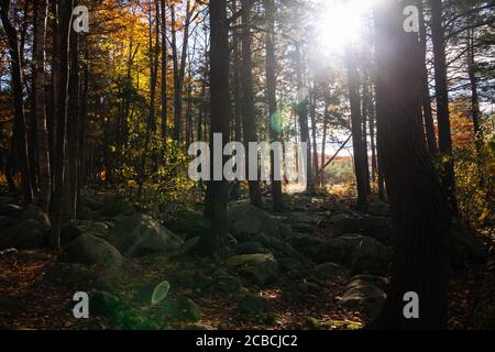 Il sole verdastro viene attraverso l'ombra di alberi e illumina pietre che sono coperte di muschio Foto Stock