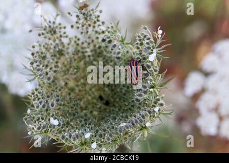 Graphosoma italicum - un bug colorato a righe si trova su un pianta Foto Stock