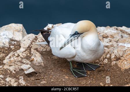 Northern Gannet (Morus bassanus) alla Troup Head RSPB Reserve, Aberdeenshire, Scozia, Regno Unito Foto Stock