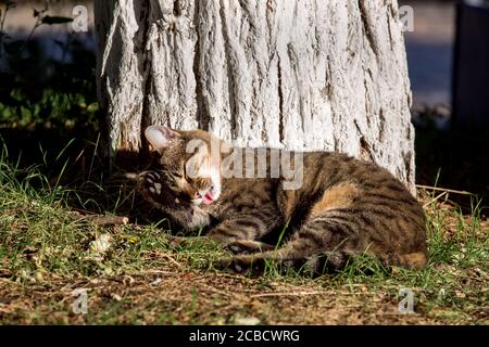 il gatto di strada si trova nel parco sull'erba sotto un albero e lavi, l'animale leccano la lingua con la sua pelliccia. Foto Stock