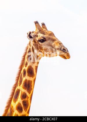 Primo piano ritratto di giraffa con testa e collo lungo su sfondo bianco, fauna selvatica africana nel Parco Nazionale di Etosha, Namibia, Africa. Foto Stock