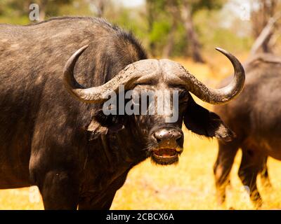 Testa di bufalo arrabbiato (Botswana) Foto Stock